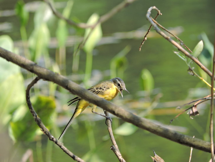 Плиска жовта(Motacilla flava)