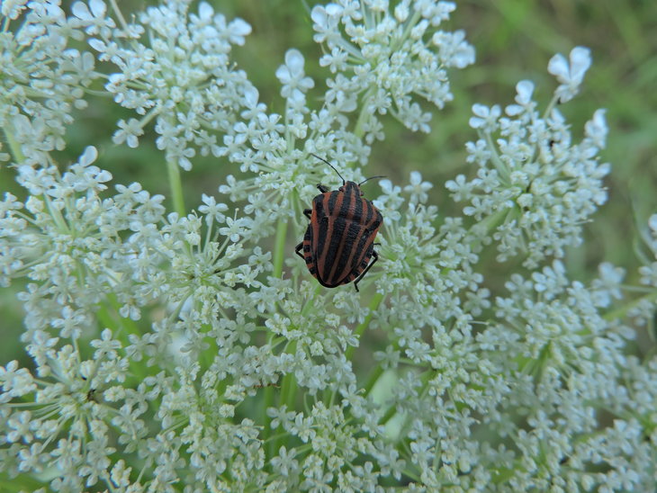 Графозома смугаста(Graphosoma lineatum)