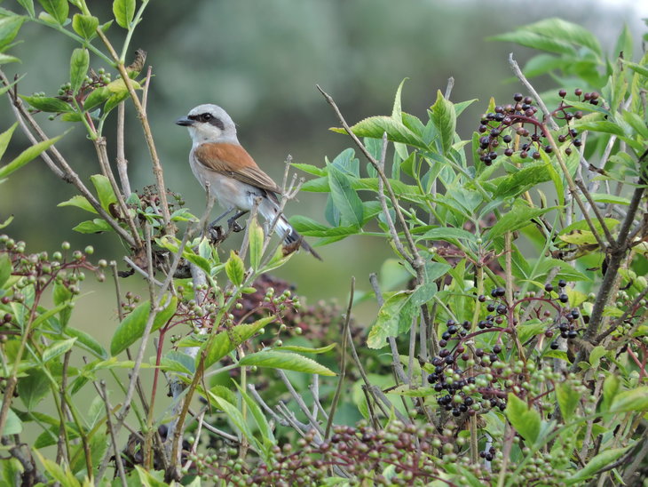 Сорокопуд терновий(Lanius collurio)
