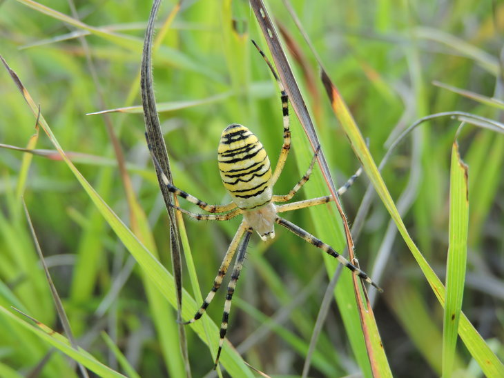 Аргіопа Брюнніха(Argiope bruennichi)