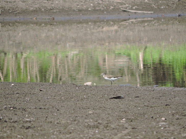 Коловодник лісовий(Tringa ochropus)
