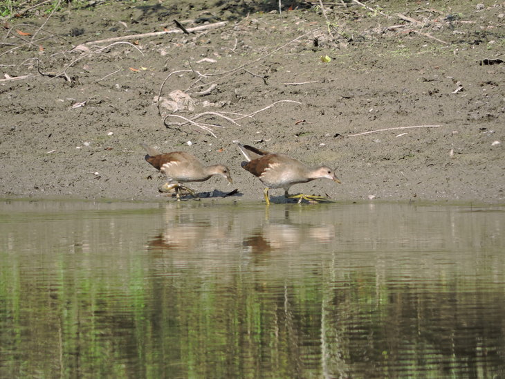 Молоді курочки водяні(Gallinula chloropus)