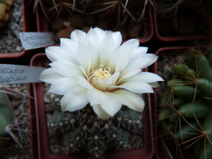 Gymnocalycium quehlianum