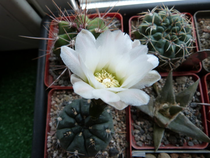 Gymnocalycium chubutense