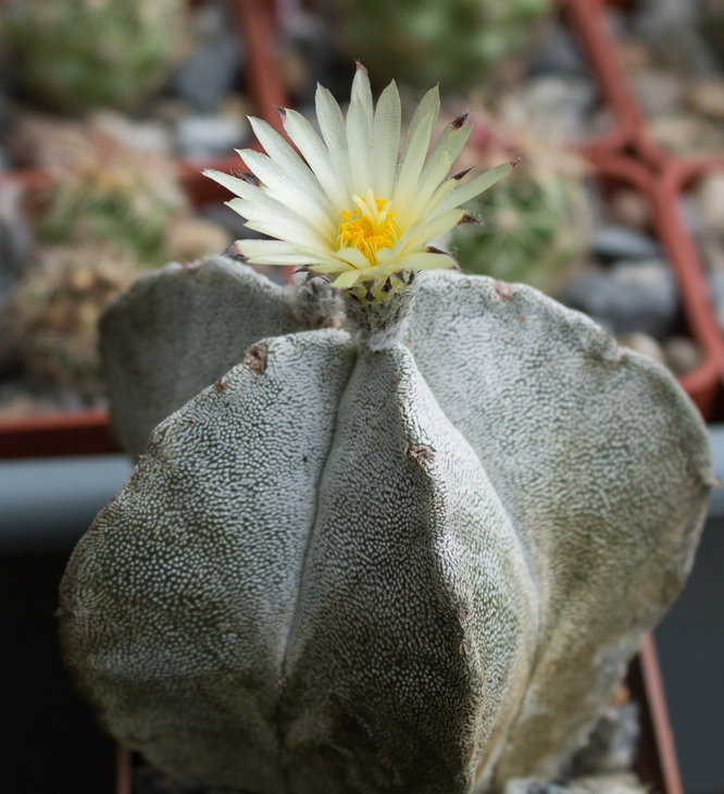A.myriostigma v. potosinum P466 Noria de Las Flores, SLP_Piltz (4137).jpg