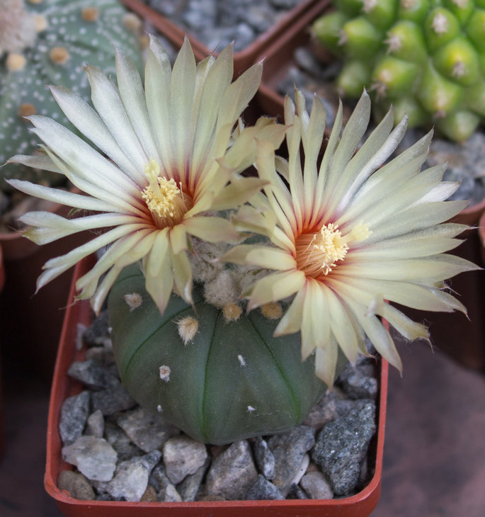 A.asterias Ooibo nudum_семена Самогородского Дмитрия.jpg