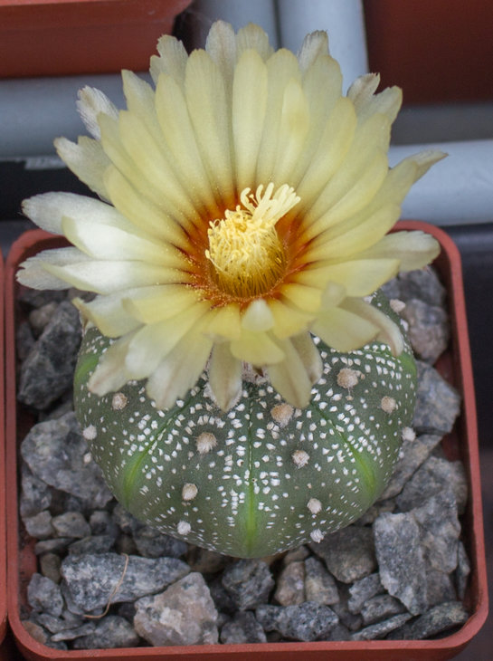 A.asterias_из семян Червинко Сергея.jpg