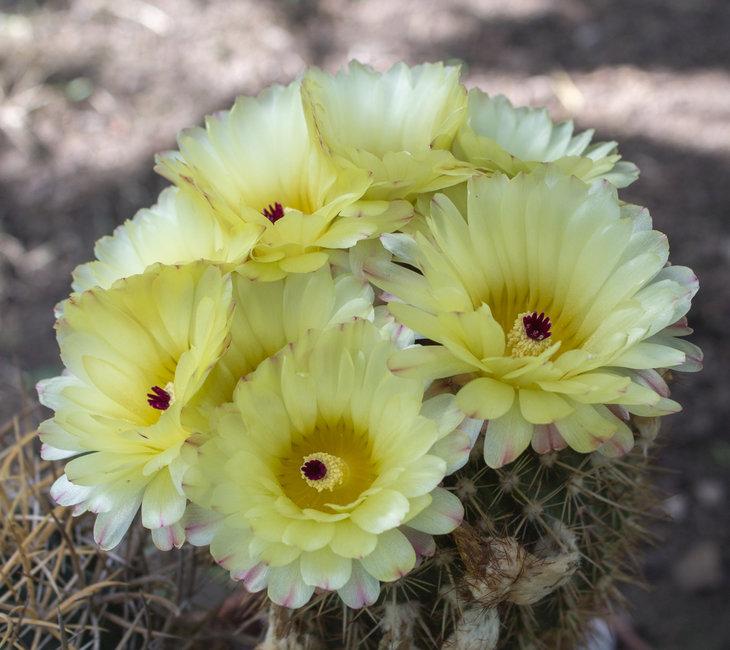 Notocactus mammulosus