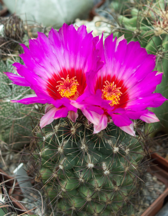 T.bicolor, Parras