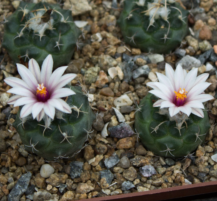 T.bonatzii_MZ 587, Cerritos , San Luis Potos_Petr Kupcak