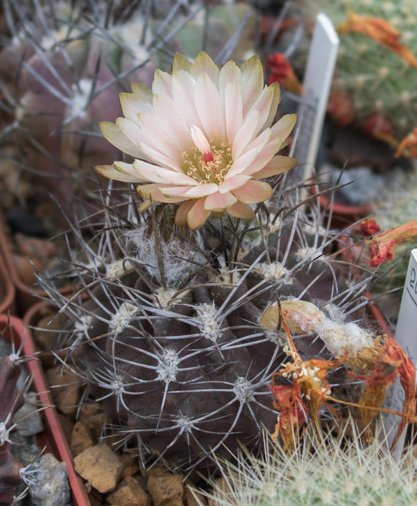 Neochilenia coimasensis