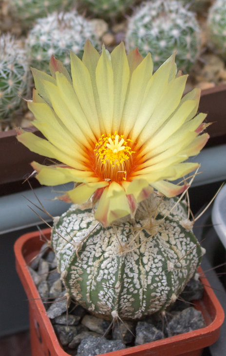 A.Czech Cultivare crasisspinoides, pure yellow flowers type 1_Petr Kupcak