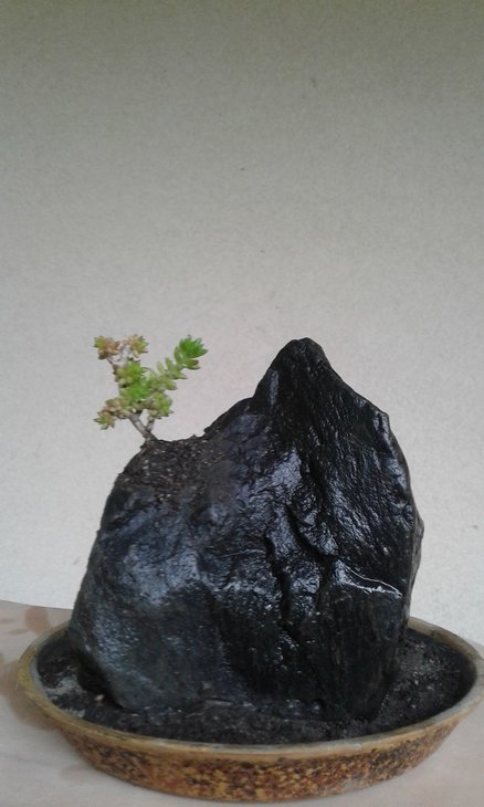 Villadia batesii