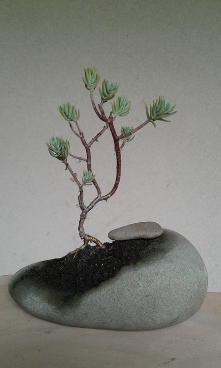 Sedum griseum