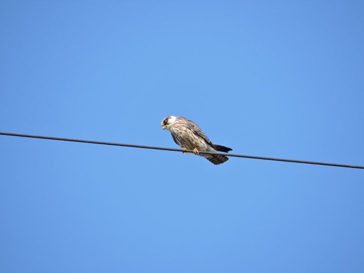Молодий Кібчик(Falco vespertinus)