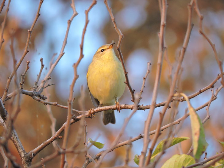 Вівчарик весняний(Phylloscopus trochilus)