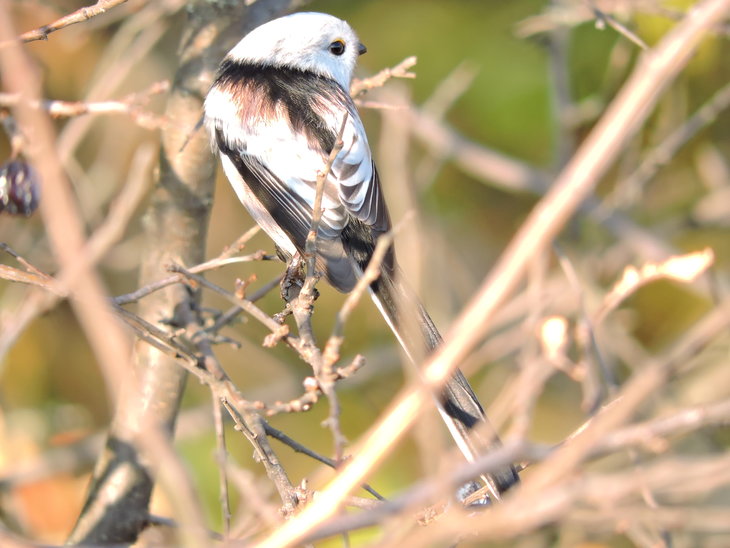Синиця довгохвоста(Aegithalos caudatus)