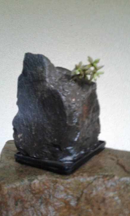 Monanthes anagensis