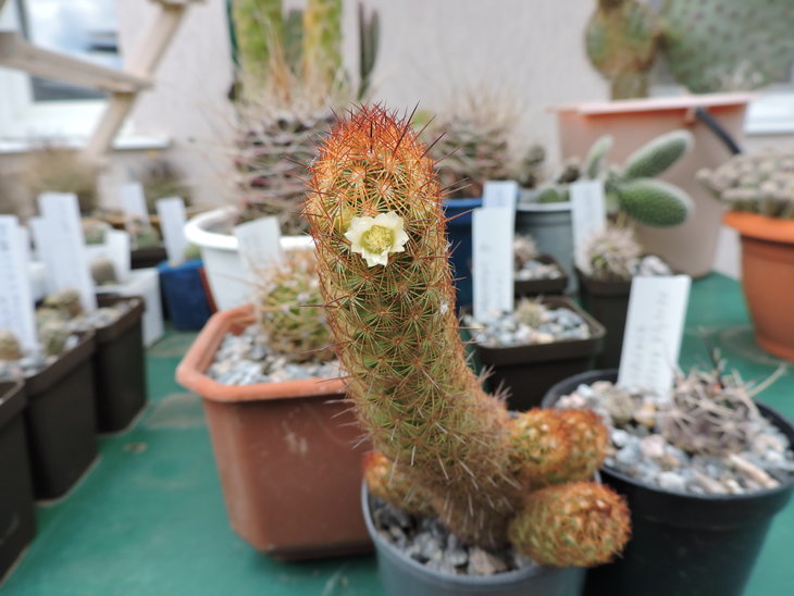Mammillaria elongata &quot;echinata&quot;