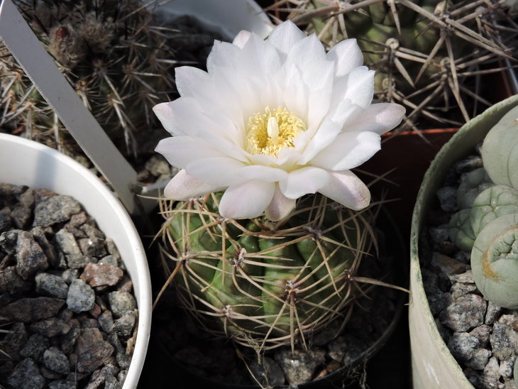 Gymnocalycium sp
