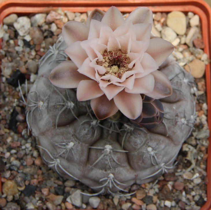 Gymnocalycium aff. glaucum-ferrari VG194 (G. ferrari fa. elegans n.n.)