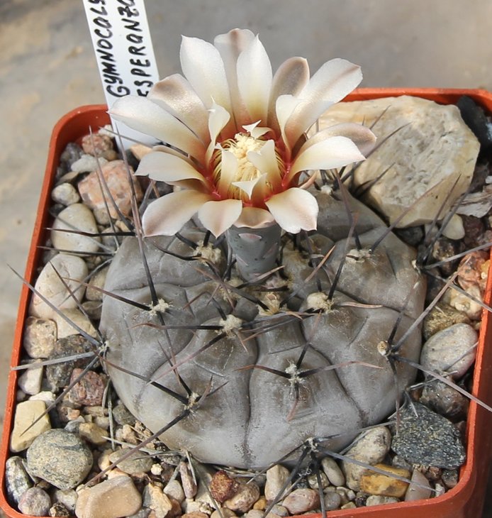 Gymnocalycium esperanzae RS2248 Nueva Esperanza.