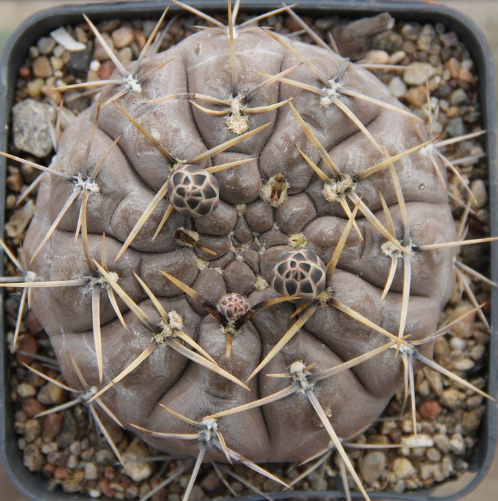 Gymnocalycium borthii nogolense VG684