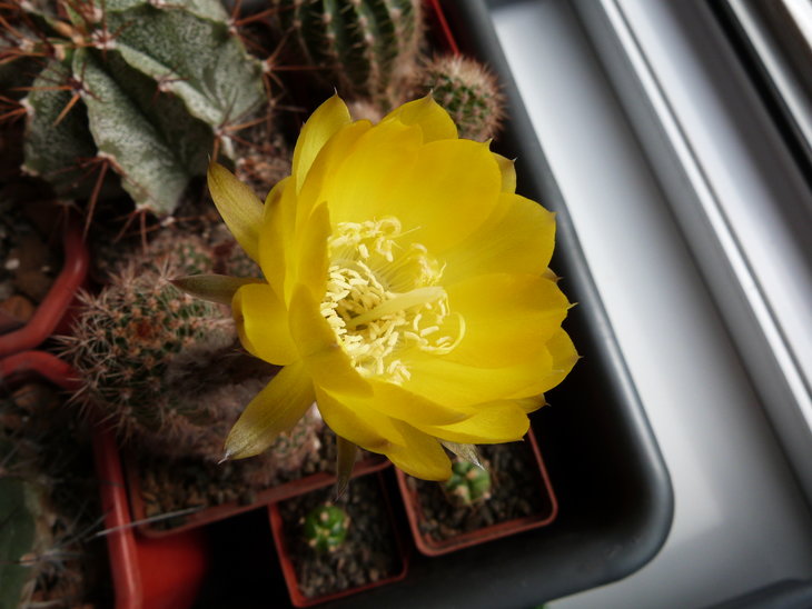 Lobivia aurea var. shaferi