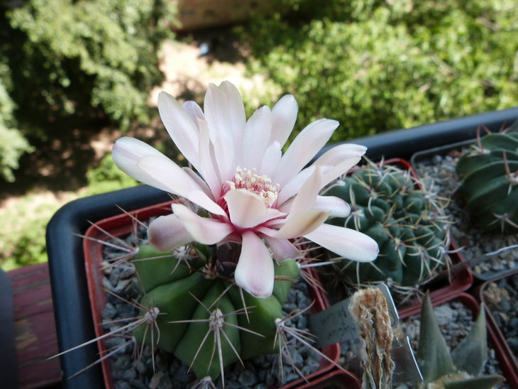 Gymnocalycium paediophilum