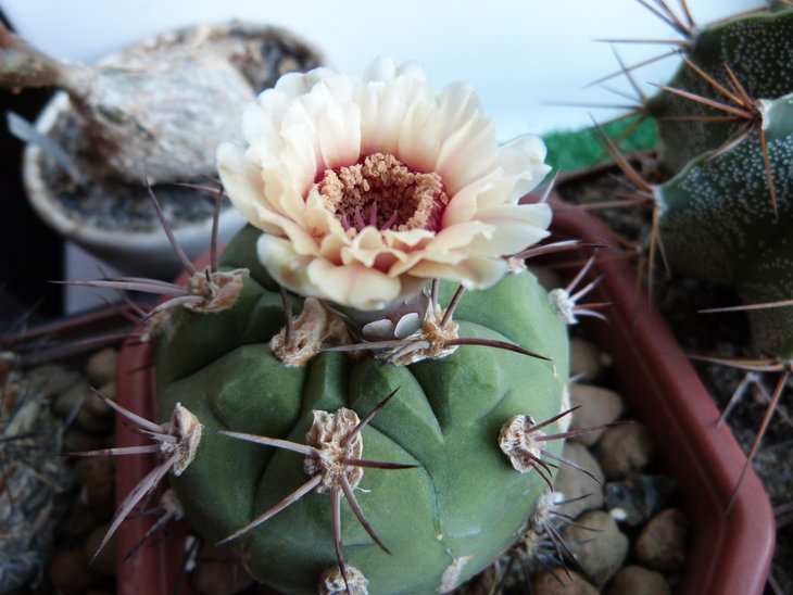 Gymnocalycium pflanzii