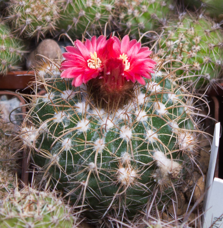 Parodia_yamparaezi