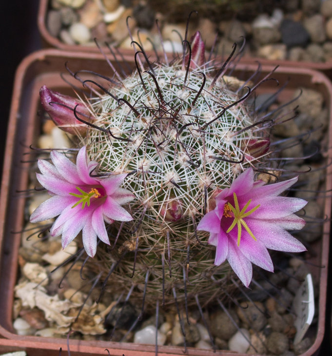 M.dioica_MH 46, San Carlos , Baja California