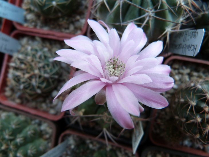 Gymnocalycium damsii