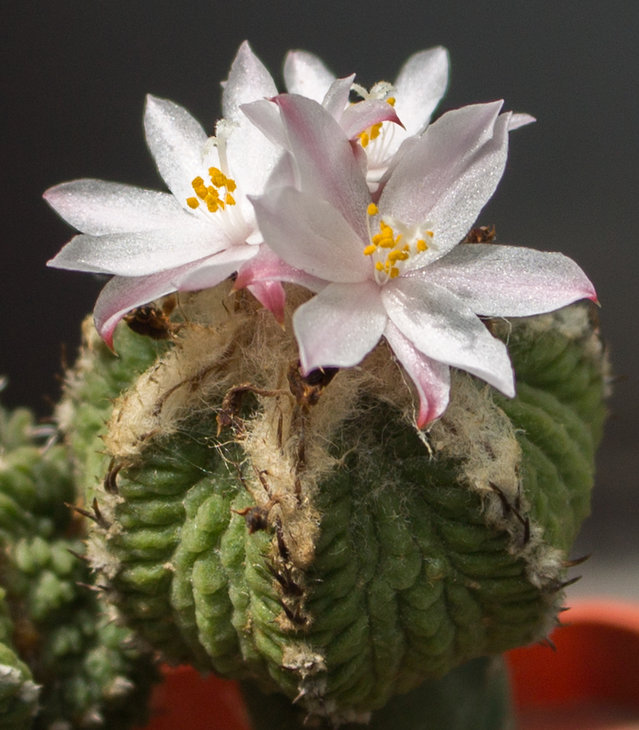 A.ritteri RM 58 Rayones NL
