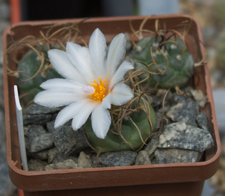 T.macrochele MZ 578, Bisnaga, SLP