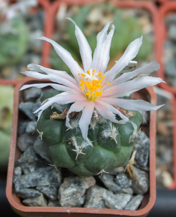 T.lophophoroides_MZ 724 Rancho Chirito SLP