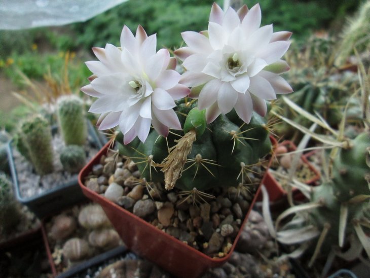 Gymnocalycium damsii ssp. evae v. centrispinum VoS 03-045 - 2.jpg