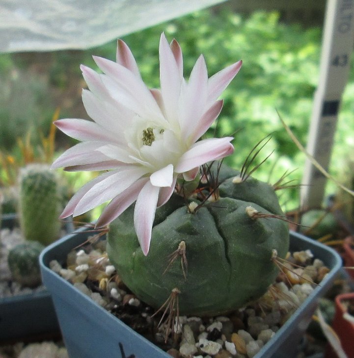 G. anisitsii subsp. volkeri VoS 03-039.jpg