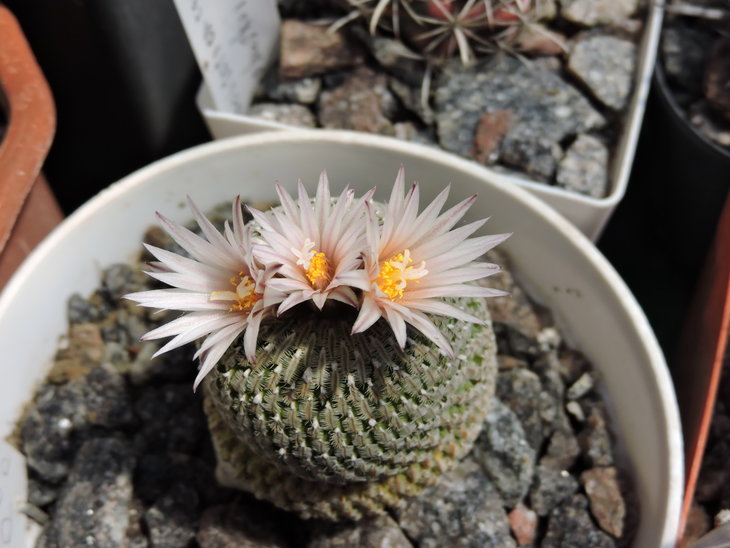 Turbinicarpus pseudopectinatus