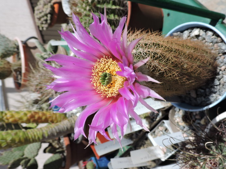 Echinocereus baileyi