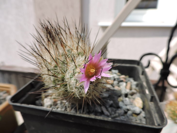 Gymnocactus subterraneus