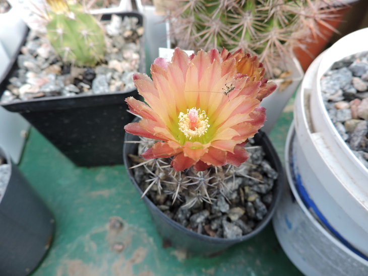 Neochilenia atra