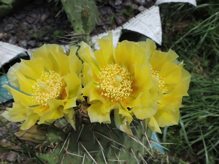 Opuntia camanchica