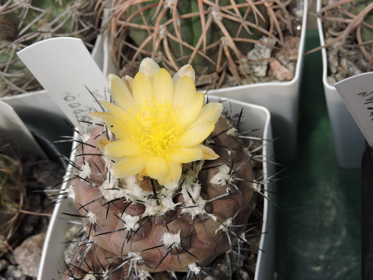 Copiapoa hypogea