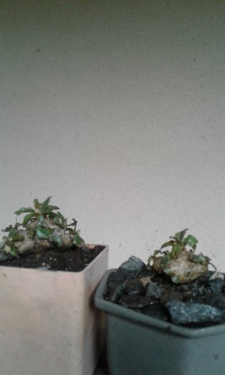 Dorstenia foetida, посів квітень 2017 р., весною 2018 однорічними сіянцями висаджені: справа - у грунтосуміш, зліва - у граніт фракції 3-5 мм.