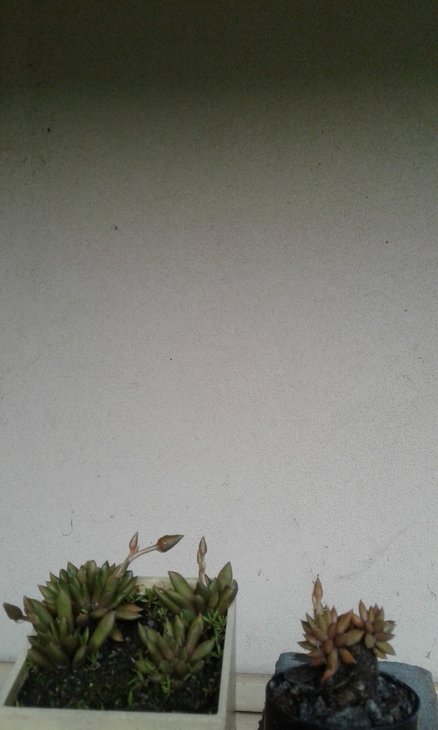 Anacampseros lanceolata,посів березень 2016 р. зліва рослини так і залишаються в посівному горщику без пересадок, але з прорідженням, справа - висадженний весною 2017 р. в граніт фракції 6-10 мм.сіянець з того ж таки посіву, якого, щоправда кожної весни трохи піднімаю над поверхнею субстрату.