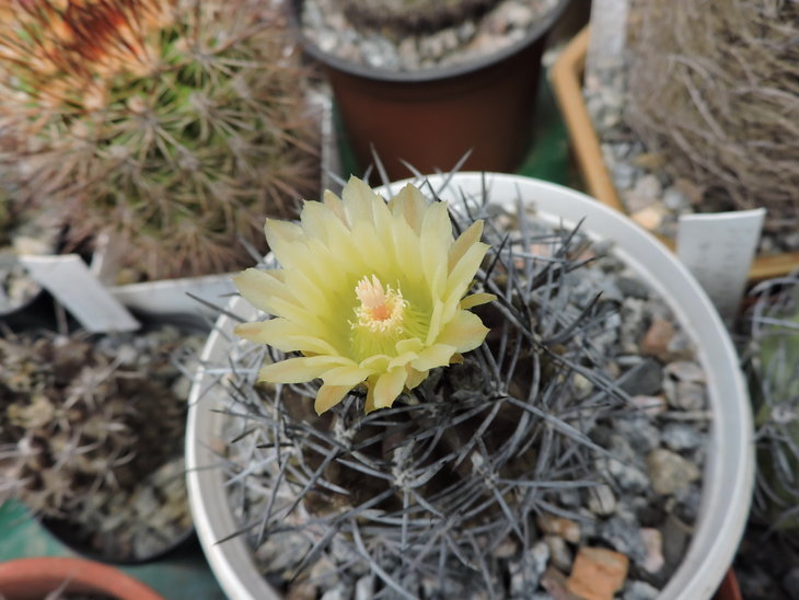 Pyrrhocactus nigricans