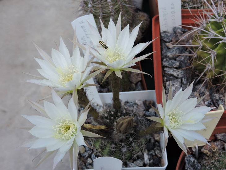 Pseudolobivia ancistrophora