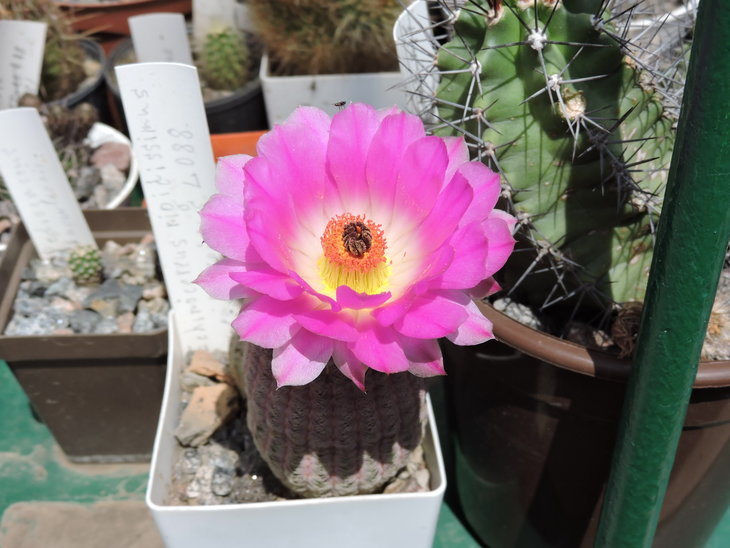 Echinocereus rigidissimus v. rubrispinus L 088