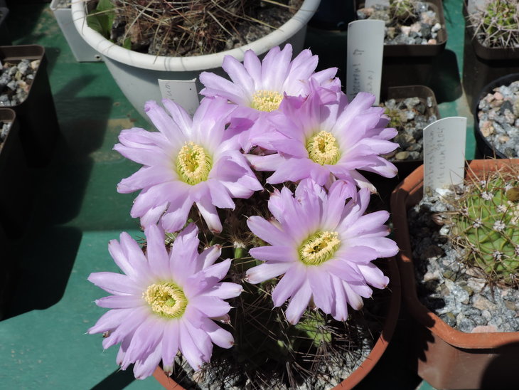 Acanthocalycium violaceum